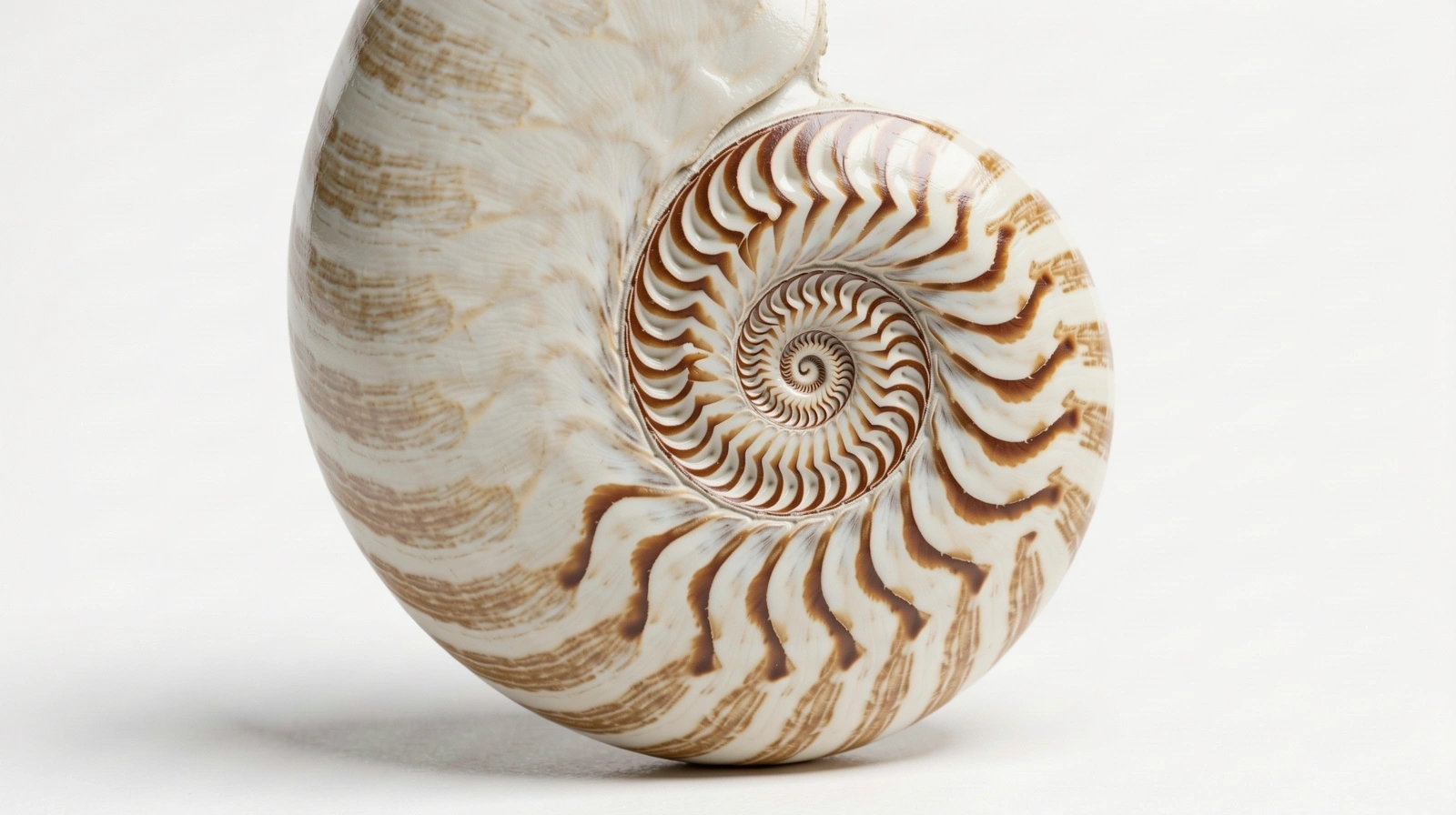 Spirale d'un nautile illustrant le nombre d'or